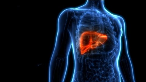 Liver Health